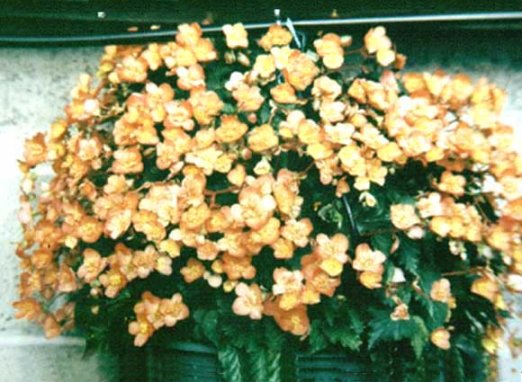 B. ‘Apricot Bergermaster’